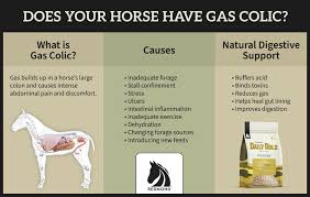 Camel health in hot climates Camel health in hot climates